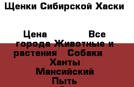 Щенки Сибирской Хаски › Цена ­ 20 000 - Все города Животные и растения » Собаки   . Ханты-Мансийский,Пыть-Ях г.